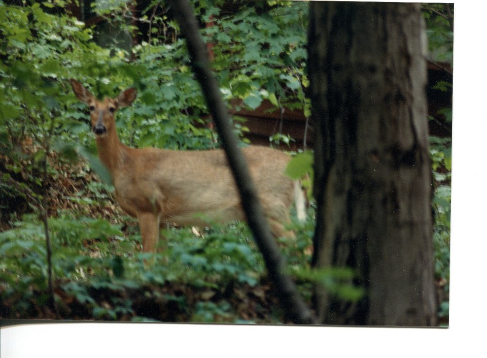 100Yearspage25DeerintheWoods1988