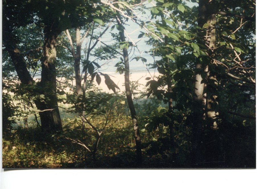 Beachthroughthetrees1989