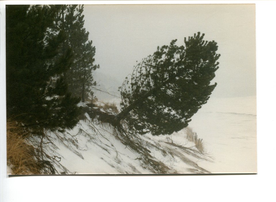 2.14.1989-2ErosionalongtheDune