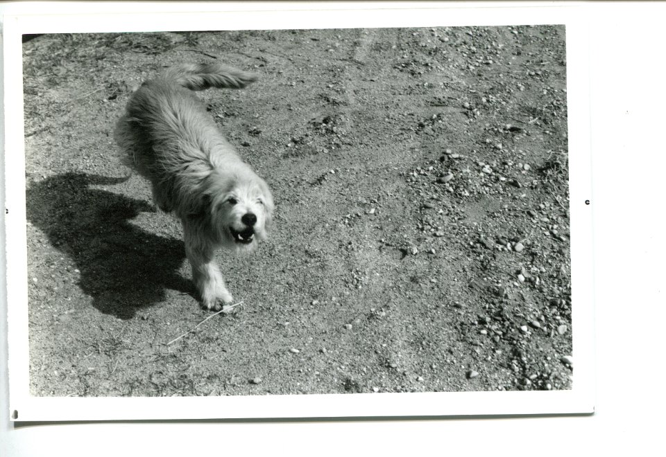 CampDog1987