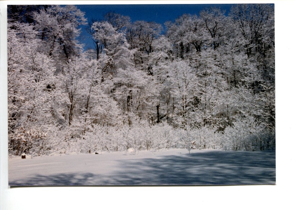 FrostontheTreesintheBallfield1986