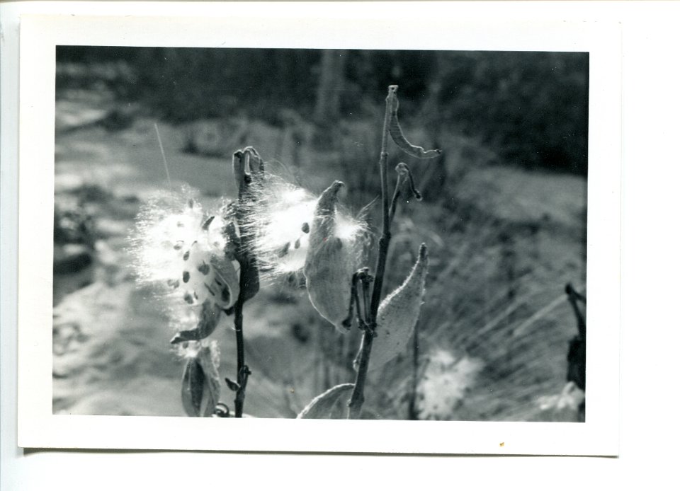 MilkWeed1971