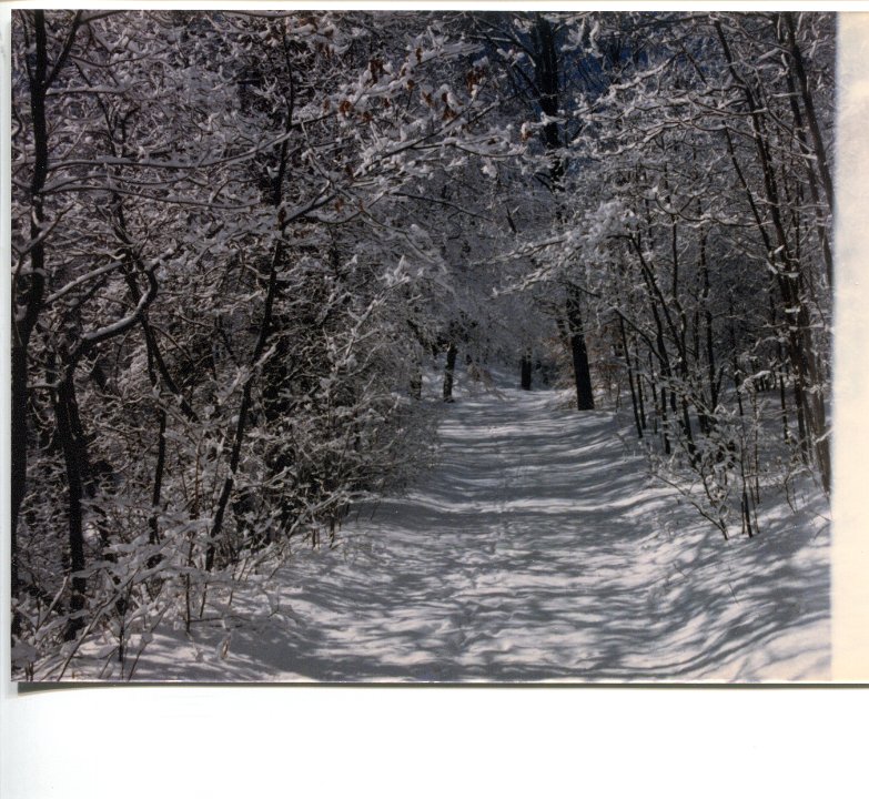 SnowCoveredTrail1986