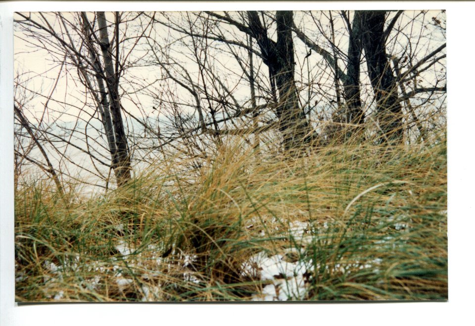 SnowintheDunes1986