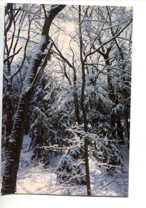 TreesinWinter1986