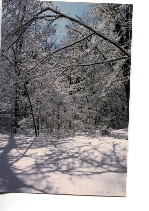 WinterBeautyintheWoods1986