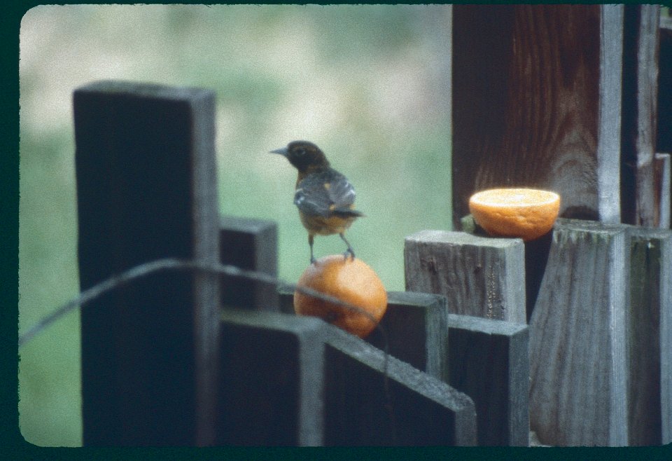 BaltimoreOriole1984