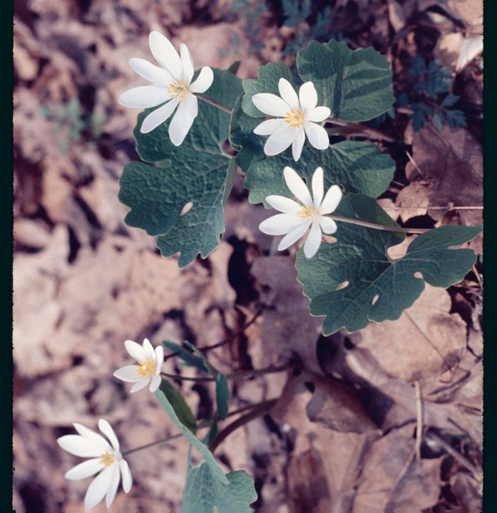 Bloodroot1977