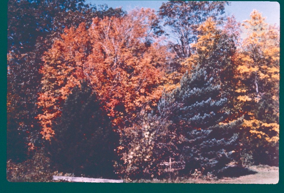 Fallcolors1985