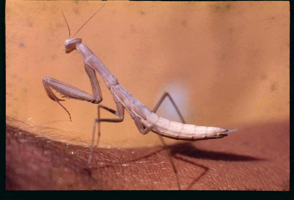 PrayingMantis1978