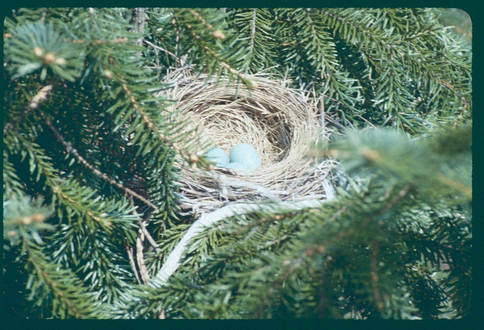 Robin'sNest1984